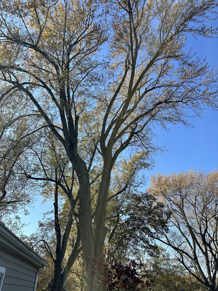 Big And Little Tree Service - tree service in Pagedale, MO