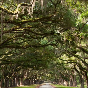 Bourdon's True Tree Service - a road lined with trees - Tree Services Near Me Bourdon's True Tree Service - a road lined with trees - Tree Services Near Me