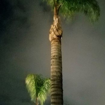 JBS Tree Care - Tree Services Near Me - Pomona, California