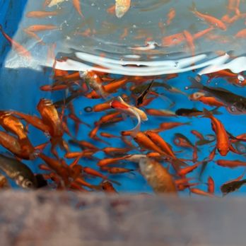 petsmart koi