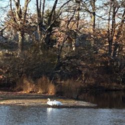 Meshanticut State Park - swan