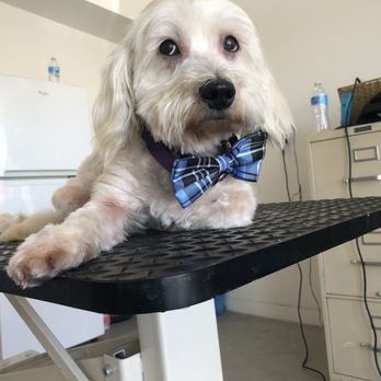 Petco - HAPPY BOY JAXON! - Pet Training Near Me - Palm Springs, California Petco - HAPPY BOY JAXON! - Pet Training Near Me - Palm Springs, California