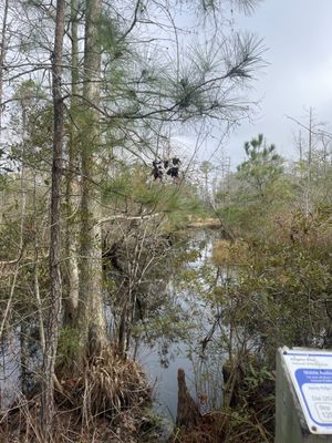 Alligator River National Wildlife Refuge by null