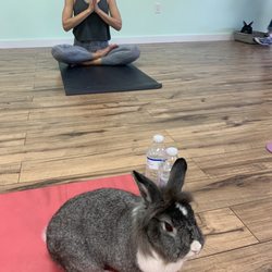 Firefly Yoga Company