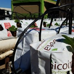 Good Farms - Demonstration of growing strawberries.