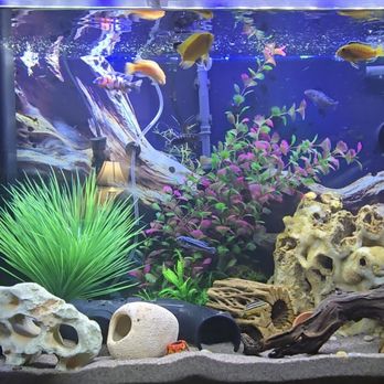 Wet Pets - My Cichlid Habitat - Local Fish Stores Near Me - Las Vegas, Nevada