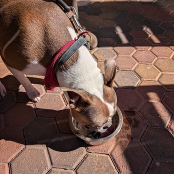 Toasted & Roasted - Dog friendly patio - Breakfast & Brunch Near Me - Henderson, Nevada Toasted & Roasted - Dog friendly patio - Breakfast & Brunch Near Me - Henderson, Nevada