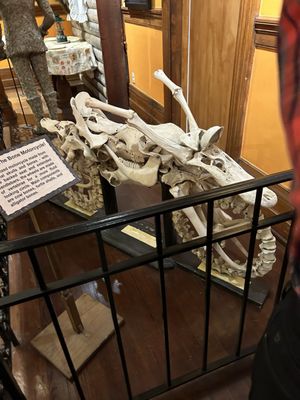 Ripley's Believe It or Not! by null