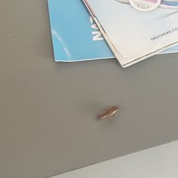 Roaches Roaches