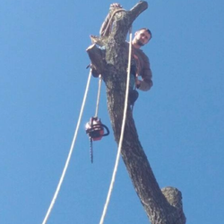 Busy Boy Tree Services