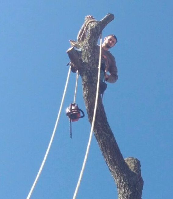 Busy Boy Tree Services - tree service in Schulter, OK