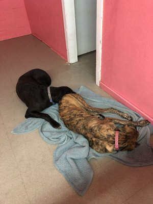 Animal Clips Grooming