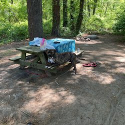 Burlingame State Park Campground - Happy dog in the Legiontown loop (site 643)