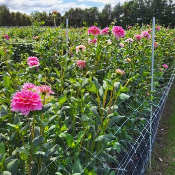 7 Acres Farm - Pick Your Own Farms Near Me - Wethersfield, Connecticut