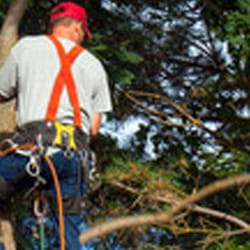 Tree And Lawn Force