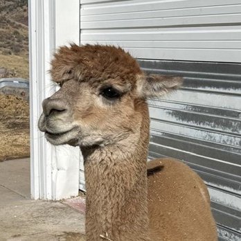 Smooth Alpaca Experience - Petting Zoos Near Me - Golden, Colorado Smooth Alpaca Experience - Petting Zoos Near Me - Golden, Colorado