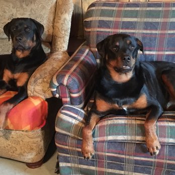 WOOF While You Walk - Pet Sitting Near Me - Windsor, Vermont WOOF While You Walk - Pet Sitting Near Me - Windsor, Vermont