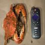 Photo of Don's Crabs