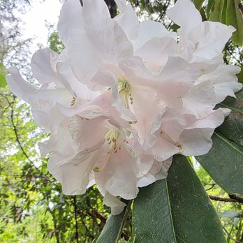 Botanica  - Nurseries & Gardening Near Me - Sebastopol, California
