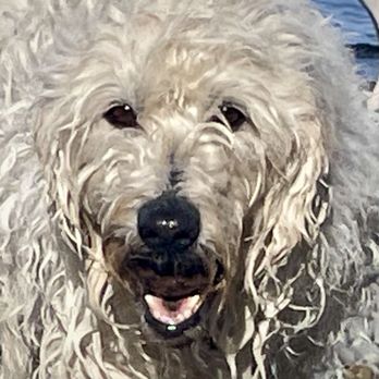 Seattle Offleash - Dog Walkers Near Me
