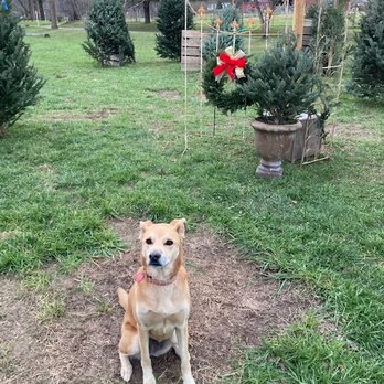Packa's Place - Ruby the Christmas Dingo! - Christmas Trees Near Me - Horse Shoe, North Carolina Packa's Place - Ruby the Christmas Dingo! - Christmas Trees Near Me - Horse Shoe, North Carolina