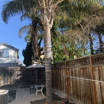 Chavez Tree Service - Tree Services Near Me - Tracy, California Chavez Tree Service - Tree Services Near Me - Tracy, California