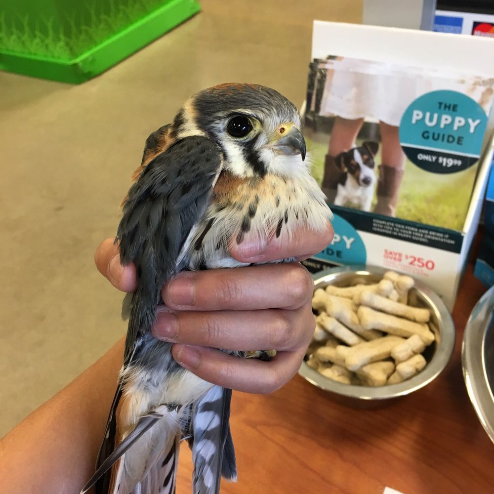 PetSmart - Sparrow falcon rescue. Post by H Himena Aoki. Read the post please. It wasn't as a happy or caring experience as I expected. - Pet Groomers Near Me - Chicago, Illinois