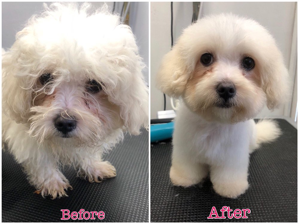 PAWFECTION DOG GROOMING Updated September 2024 27 Rialto Place