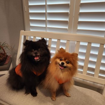 Desert Dogs - Pet Sitting Near Me - Bullhead City, Arizona
