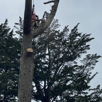 Tonys Tree Service - Tree Services Near Me Tonys Tree Service - Tree Services Near Me