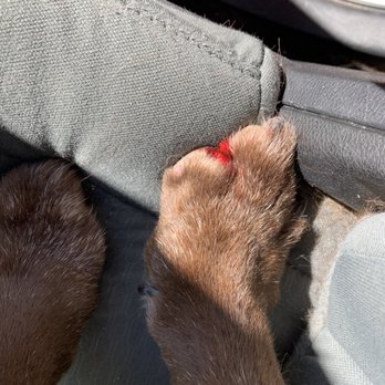 PetSmart - 2nd view of her missing nail - Pet Stores Near Me - Aliso Viejo, California