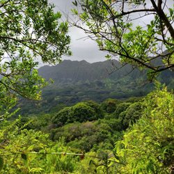 Maunawili Demonstration Trail