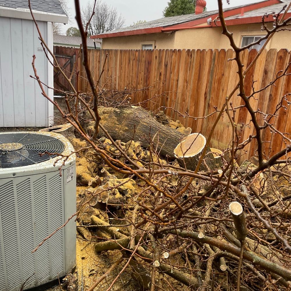 Extreme Tree Service - After removal. - Tree Services Near Me - Olivehurst, California Extreme Tree Service - After removal. - Tree Services Near Me - Olivehurst, California
