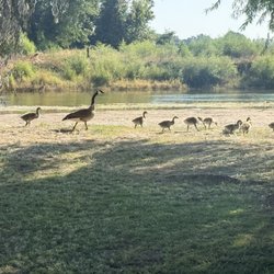 Kings River RV Resort - Baby geese at our site.