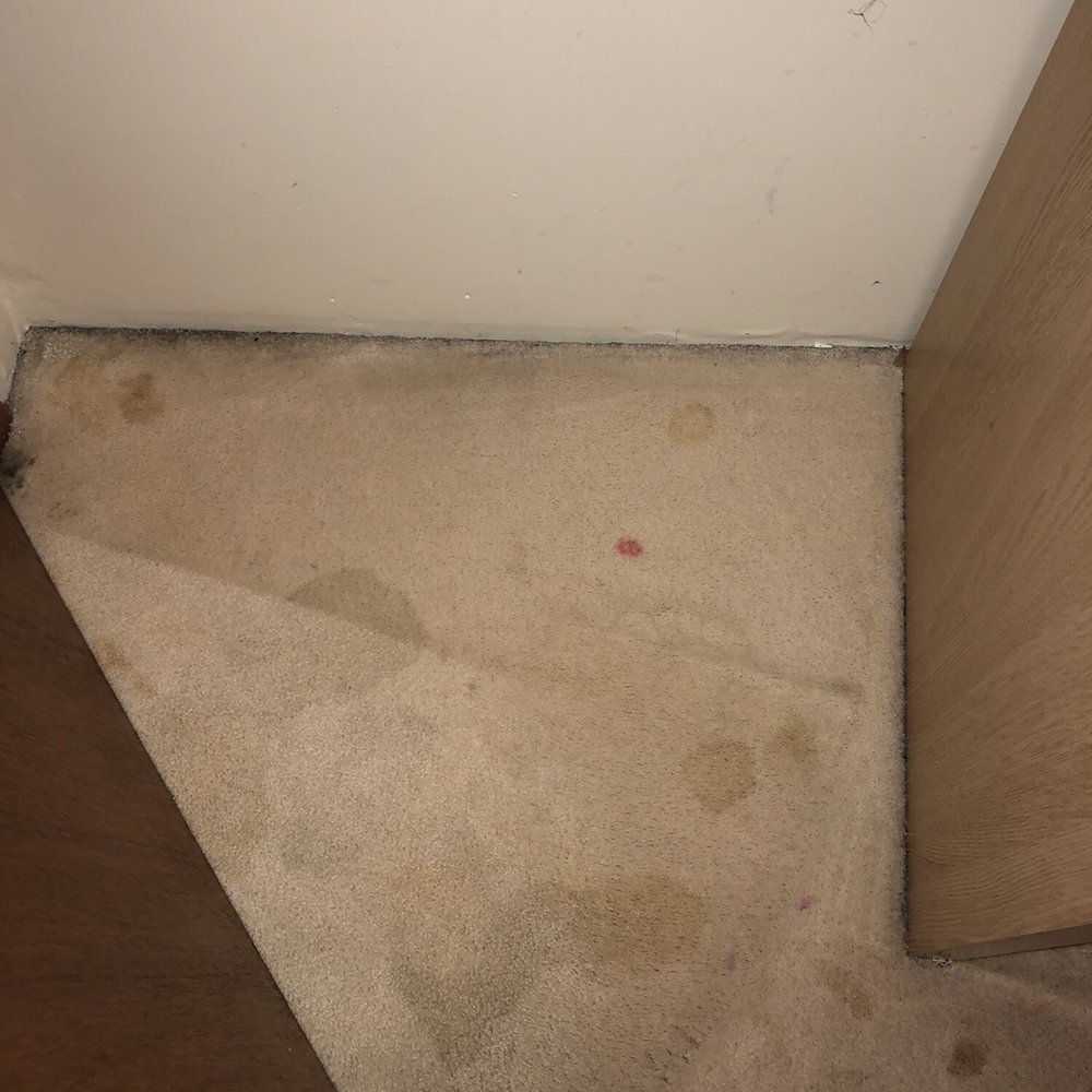 Refresh Carpet Cleaning - Vancouver - This after Scott "cleaned" the carpets - Carpet Cleaning Near Me - Vancouver, British Columbia Refresh Carpet Cleaning - Vancouver - This after Scott "cleaned" the carpets - Carpet Cleaning Near Me - Vancouver, British Columbia
