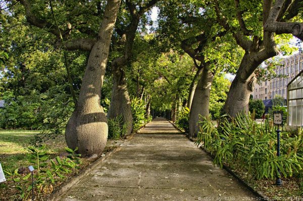 Orto Botanico di Palermo by null