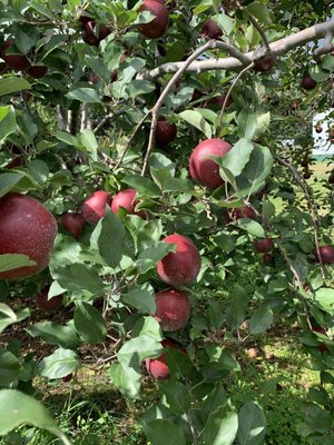 Barber Orchards Fruit Stand by null