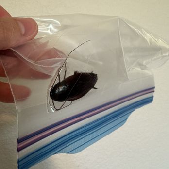 EcoShield Pest Solutions - Pest Control Near Me - Austin, Texas EcoShield Pest Solutions - Pest Control Near Me - Austin, Texas
