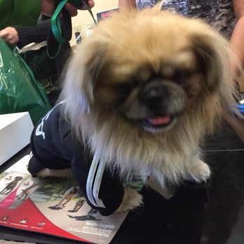 Tails - Photo taken as the staff helped us with putting his outfit on. - Pet Stores Near Me - San Luis Obispo, California Tails - Photo taken as the staff helped us with putting his outfit on. - Pet Stores Near Me - San Luis Obispo, California