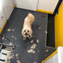 Wiggle Wag It Mobile Pet Salon - And after!! She was so happy after!