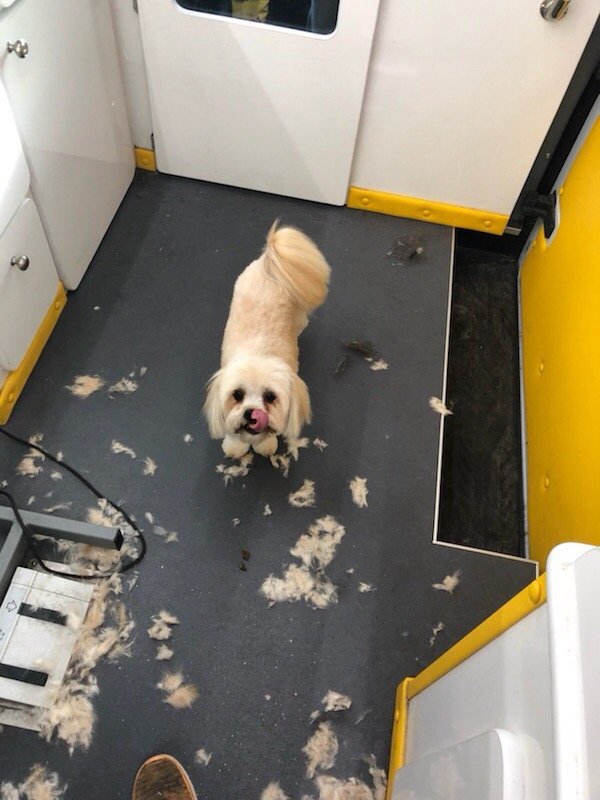 WIGGLE WAG IT MOBILE PET SALON Updated August 2024 10 Photos