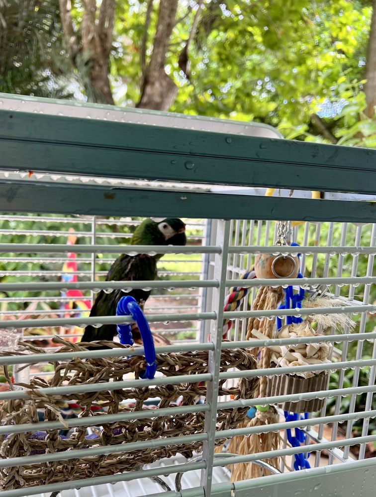 RAINFOREST CLINIC FOR BIRDS Updated September 2024 14 Reviews