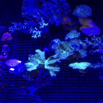 Coral Bargain Warehouse - Aquariums Near Me - Lakeland, Florida Coral Bargain Warehouse - Aquariums Near Me - Lakeland, Florida