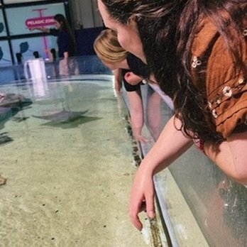 OdySea Aquarium - Aquariums Near Me - Scottsdale, Arizona OdySea Aquarium - Aquariums Near Me - Scottsdale, Arizona