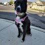Cathy's Critter Care