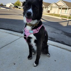 Cathy's Critter Care