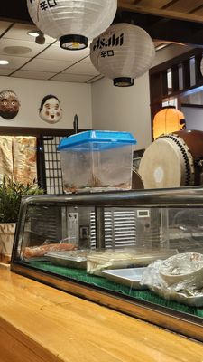 Mr. Sushi by null