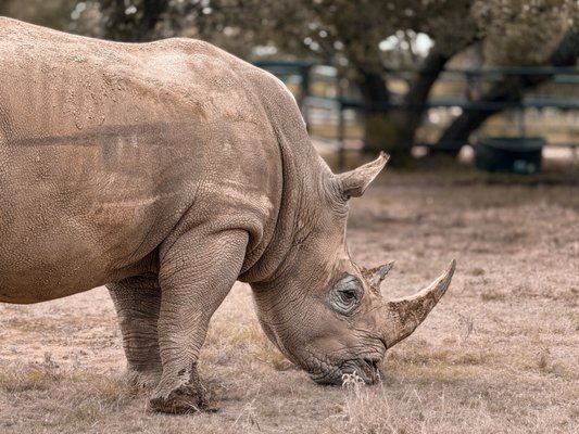 Rhinory by null