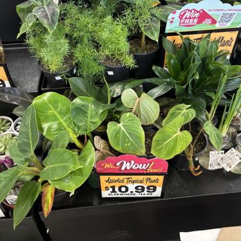 Grocery Outlet - Really pretty philodendrons - Grocery Near Me - Salem, Oregon