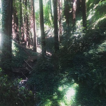 Joaquin Miller Park - Heading back down the Palos Colorados trail - Parks Near Me - Oakland, California Joaquin Miller Park - Heading back down the Palos Colorados trail - Parks Near Me - Oakland, California